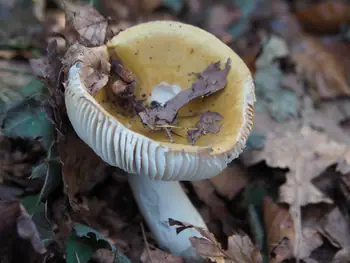 Vagevuurbos en Lippensgoed-Bulskampveld (België)